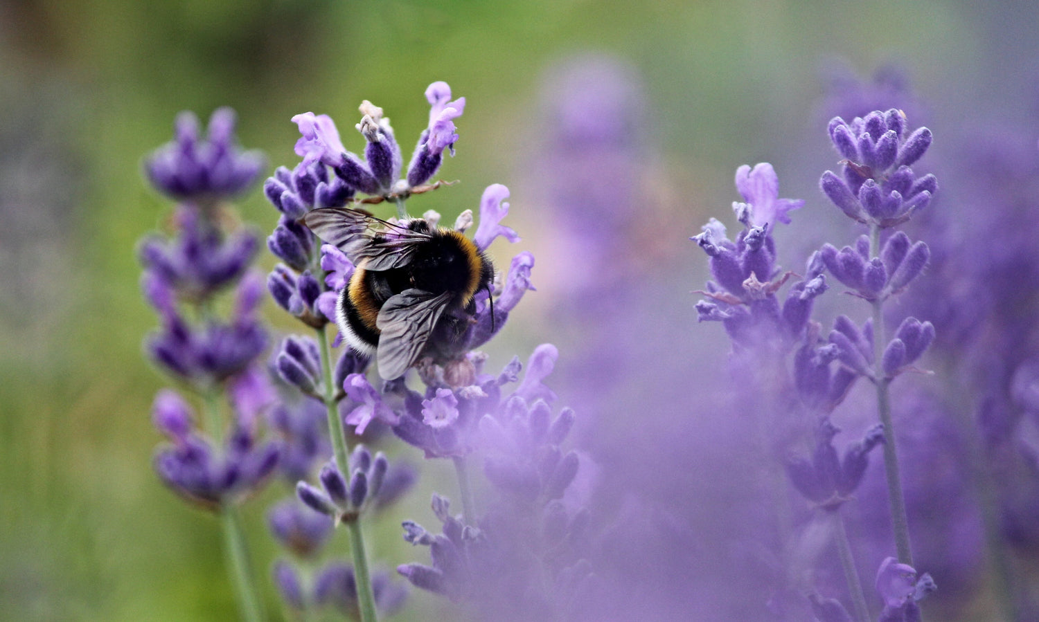 Qualité et Traçabilité. Abeille sur lavande et respect de la nature. Bio . Alchimea Paris