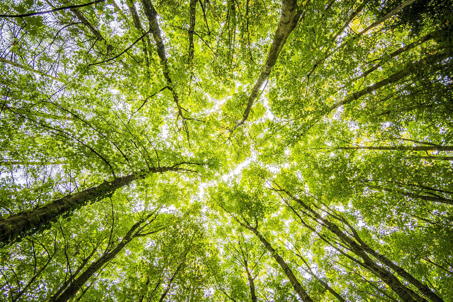 Environnement. les arbres et la nature Privilégier les matières recyclables. Alchimea Paris