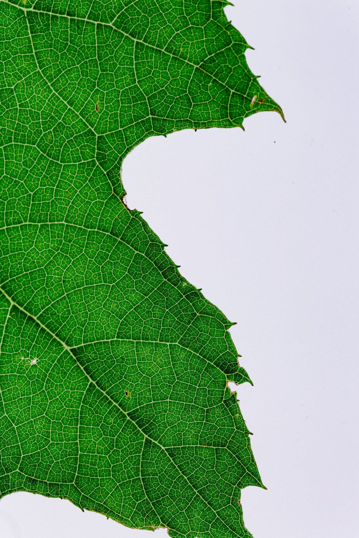 Feuille. Réduire la consommation de ressources. Cosmétique bio. Alchimea Paris